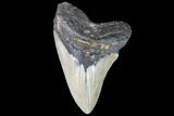Fossil Megalodon Tooth - North Carolina #109003-1